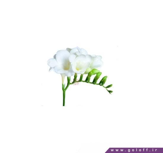 خرید اینترنتی گل طبیعی فرزیا آلباتروس - Freesia | گل آف